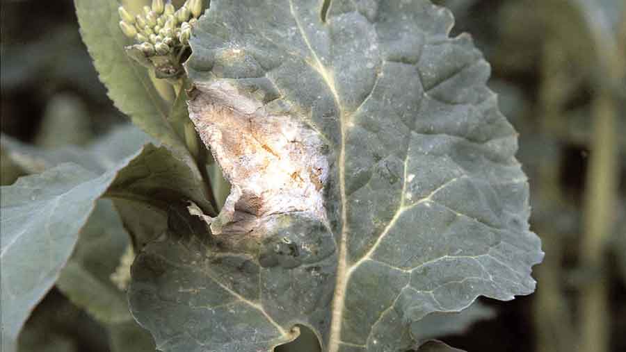 light leaf spot