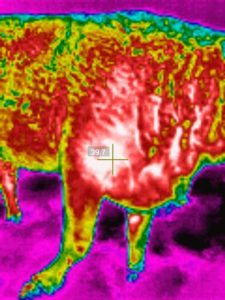 Thermal imaging of the cow's shoulder
