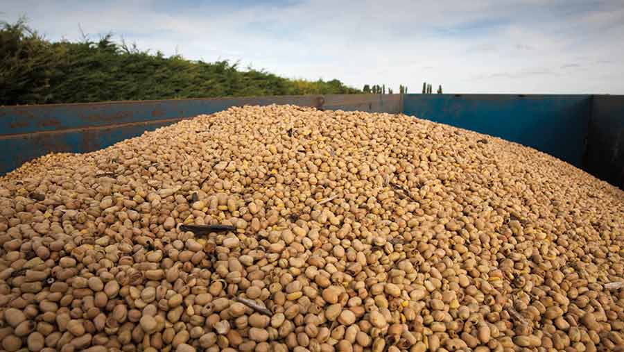 Feed beans
