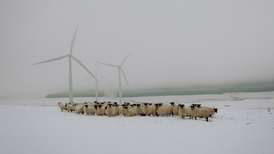 Patricia Glennies' Blackface ewes and wind turbines at Lauder in The Scottish Borders