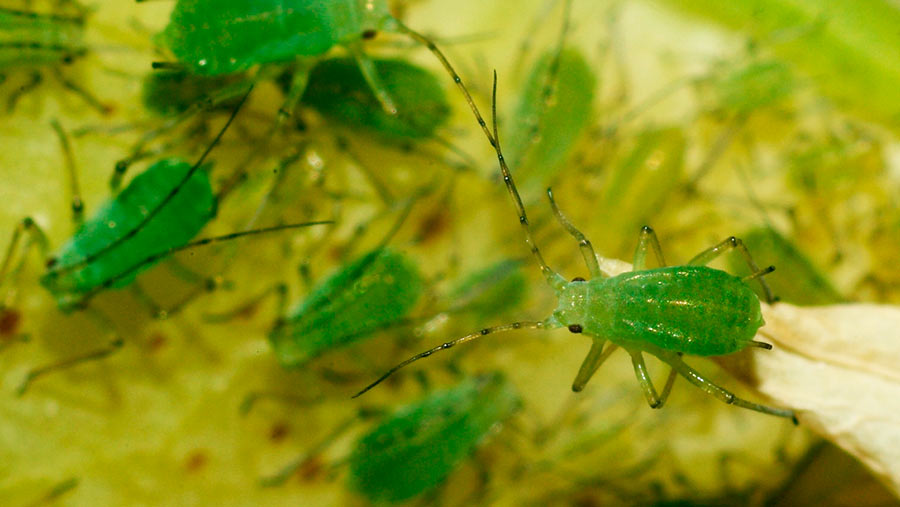 Pea aphid