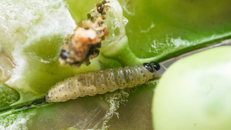 Pea moth larva