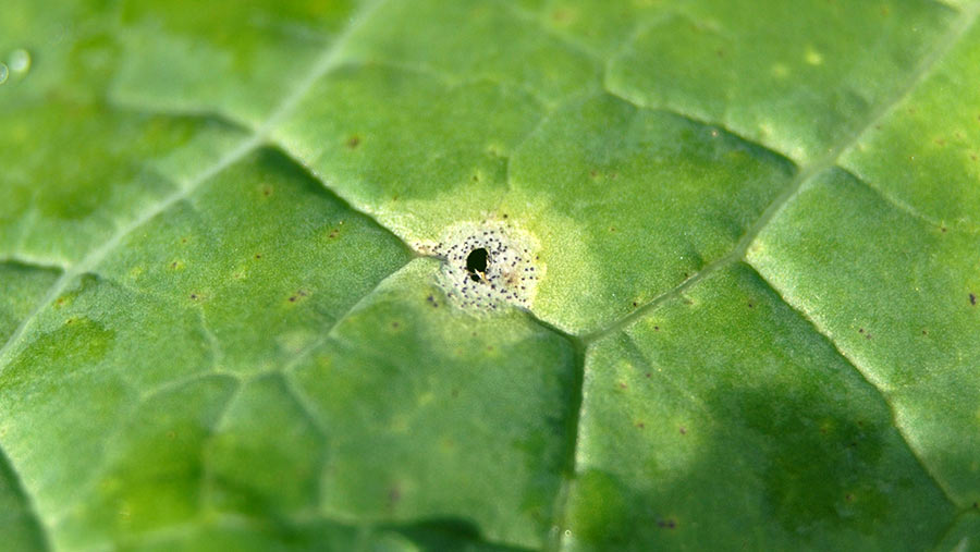 Early signs of phoma in oilseed rape