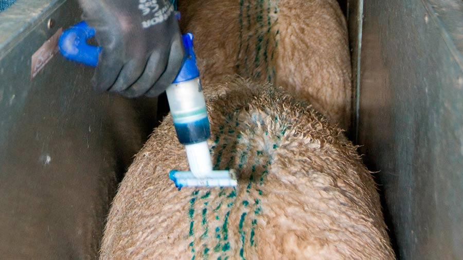 Applying pour on treatment to sheep © Tim Scrivener