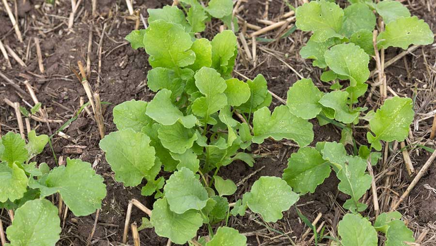 Radish cover crop emerging © Tim Scrivener
