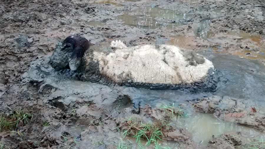 ram stuck in the mud