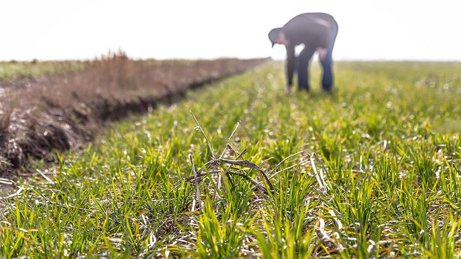 No-till grower Richard Boldan