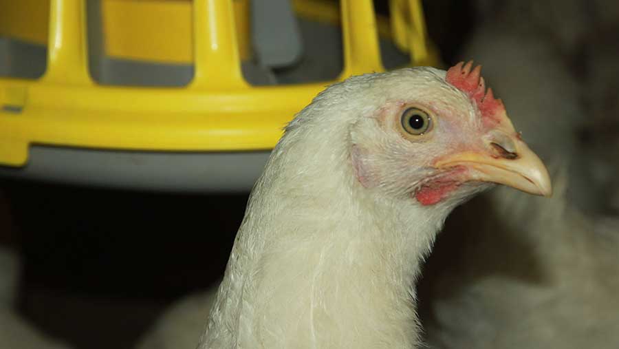 Eurotier: Top new products for poultry farmers - Farmers Weekly