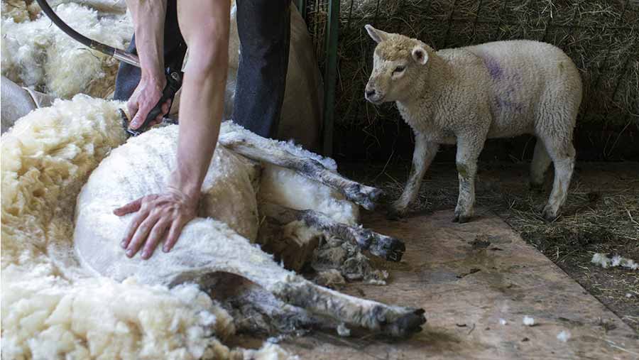 Sheep being sheared