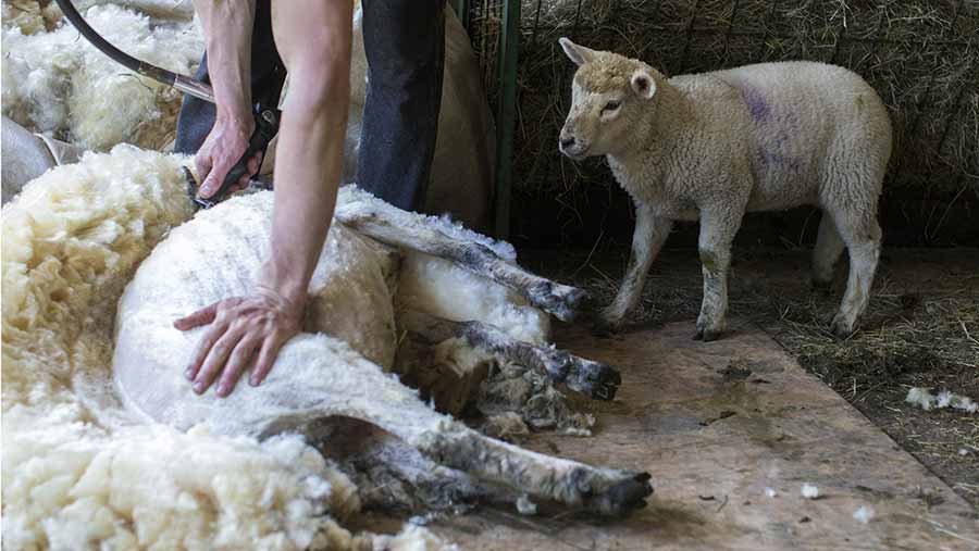 Opinion: We should support the wool marketing board - Farmers Weekly