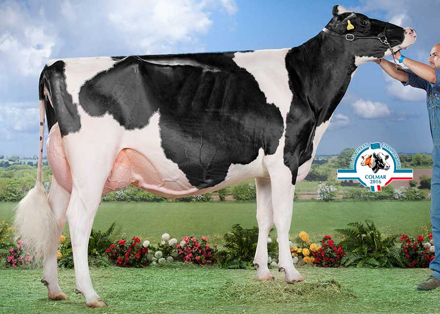 SVS Atlee VG88 