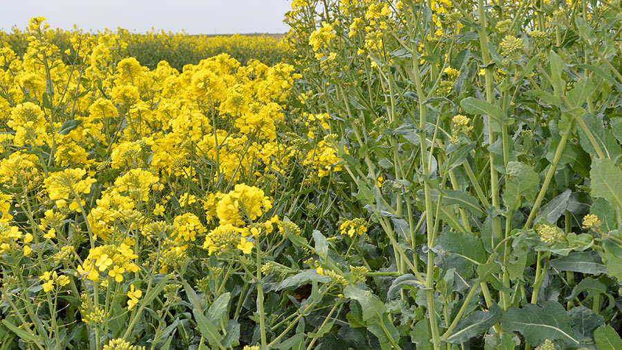 Secret oilseed rape compared with conventional crop height