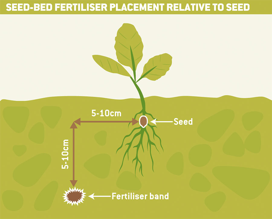 Seed-bed graph