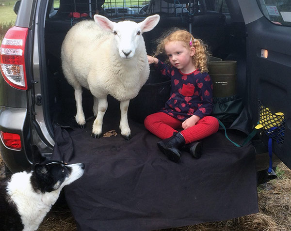 Sheep dog looking at lamb in boot of car c Mary Montgomery