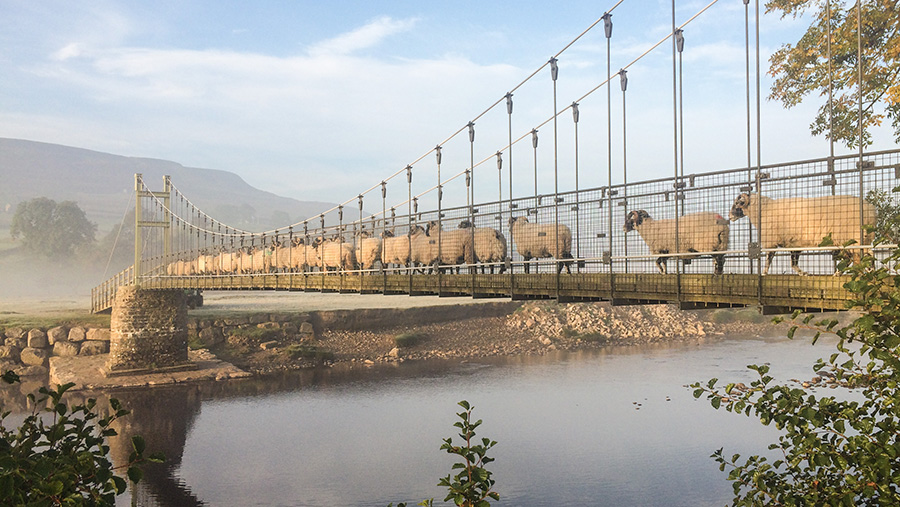 A picture of sheep on a bridge