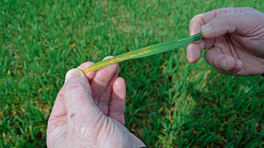 Signs of septoria in Santiago winter wheat © David Jones/RBI