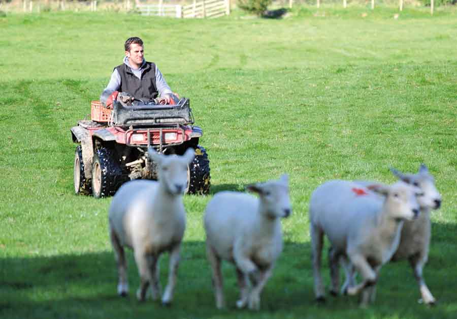 Sion Ifans on quad herding sheep