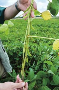 Close-up of soya plant