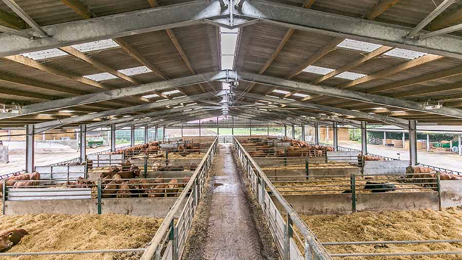 dairy shed & barn systems dairy technology » dairy barn