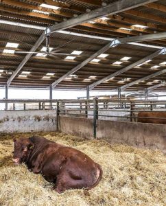 Cow in cubicle