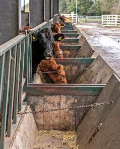 Feed troughs