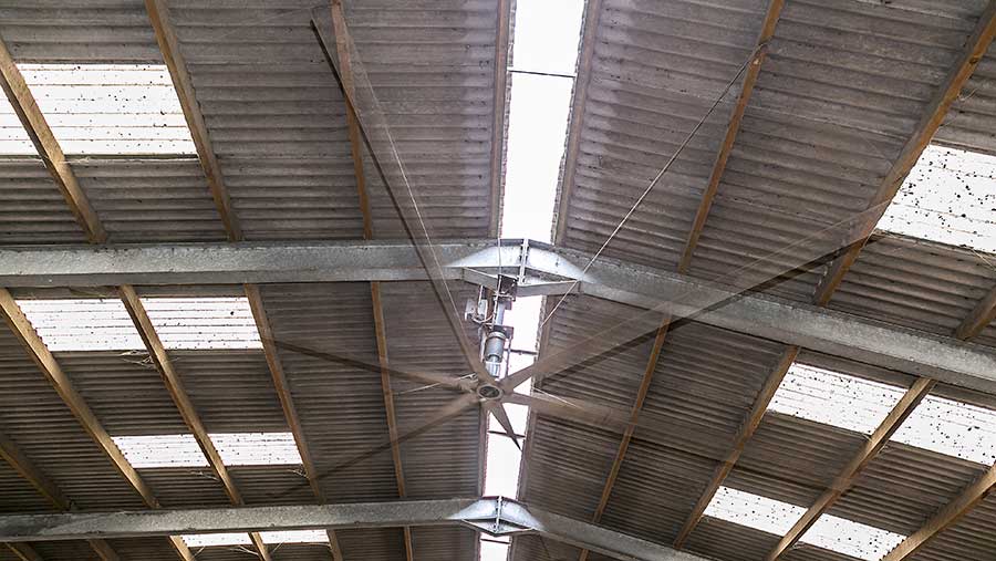 Fan inside the cow shed