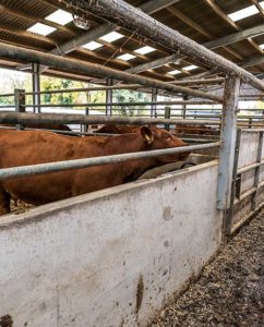 Low walls inside the cow shed