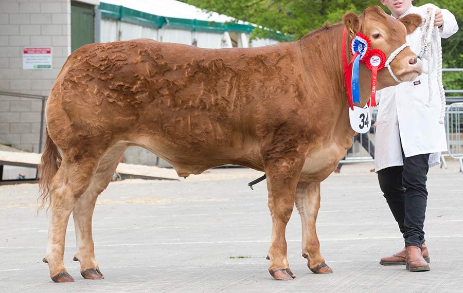 Steer Champion