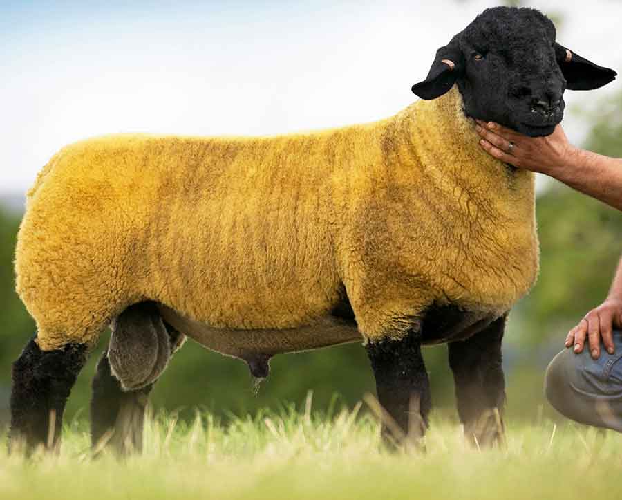 Stirling Suffolks