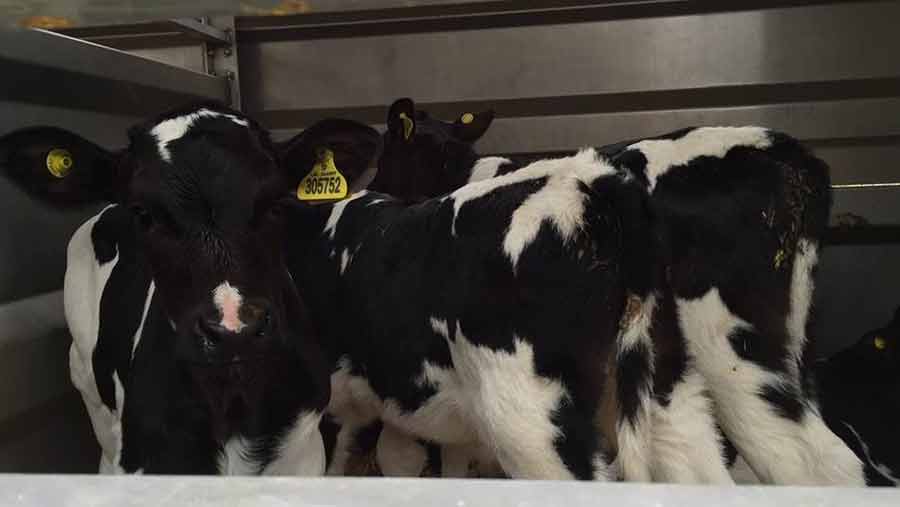 calves inside lorry