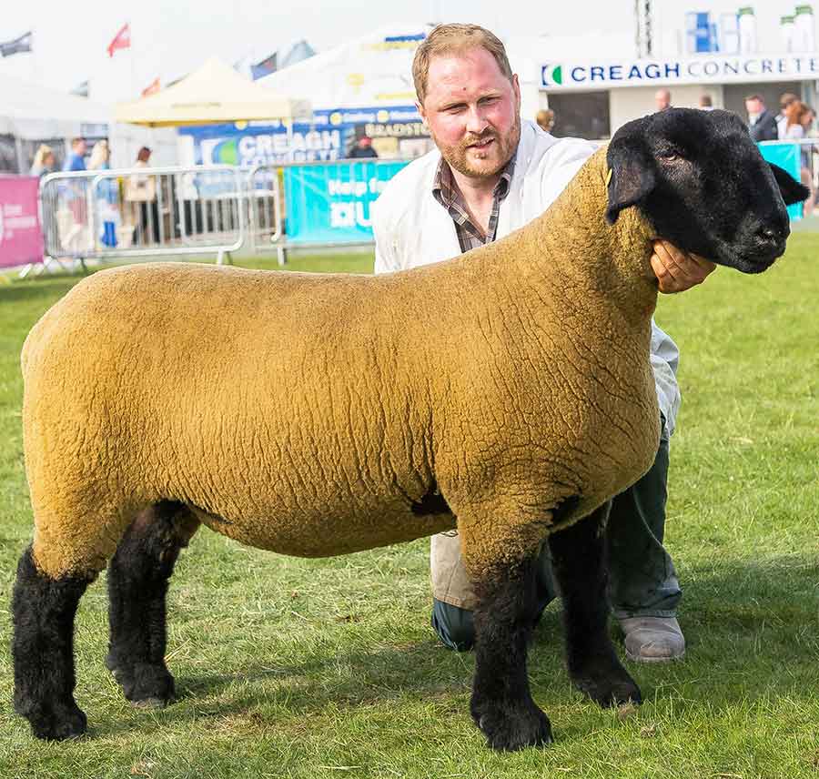 Suffolk-Champion-Shearling-Ewe