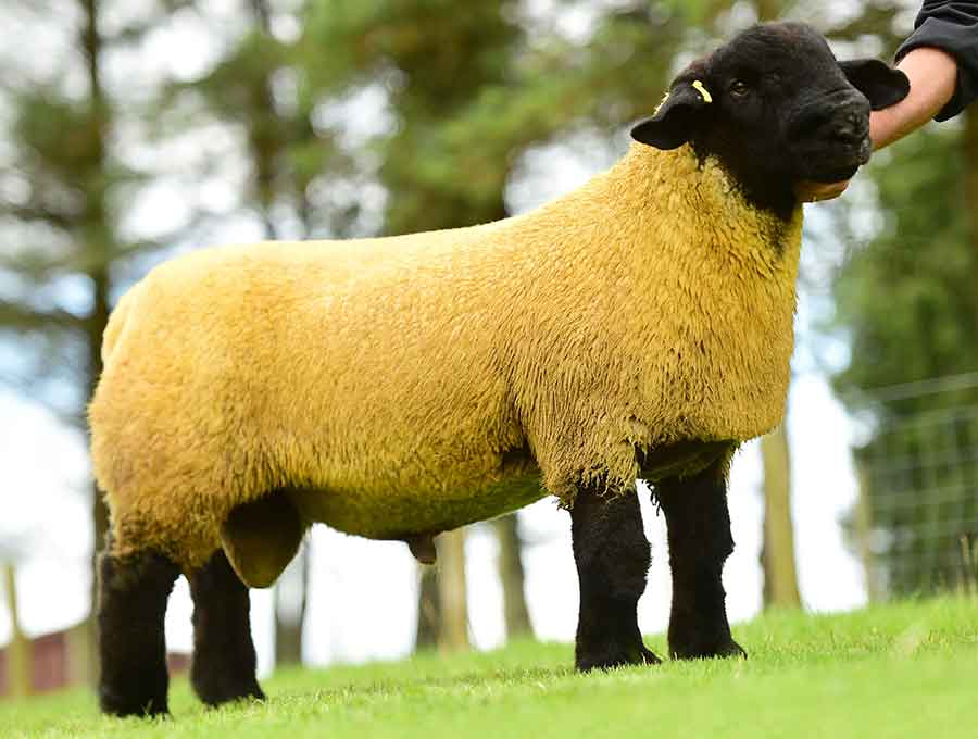 Suffolk-lamb-sold-for-4,800