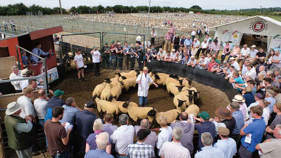 Thame Sheep Fair livestock ring