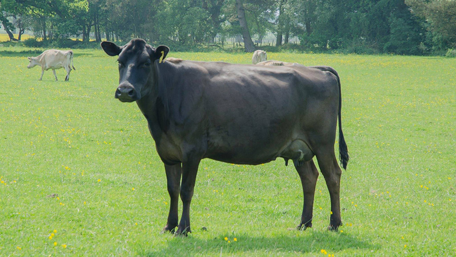 A Friesian in-calf cross-bred which made £600