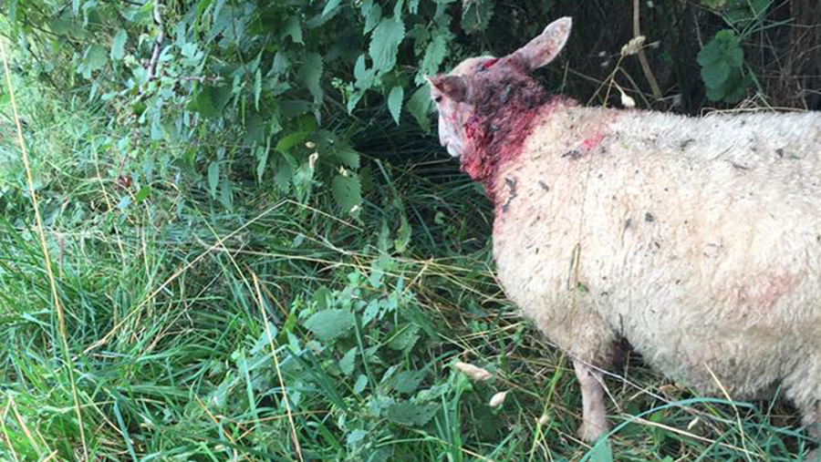 Injured sheep