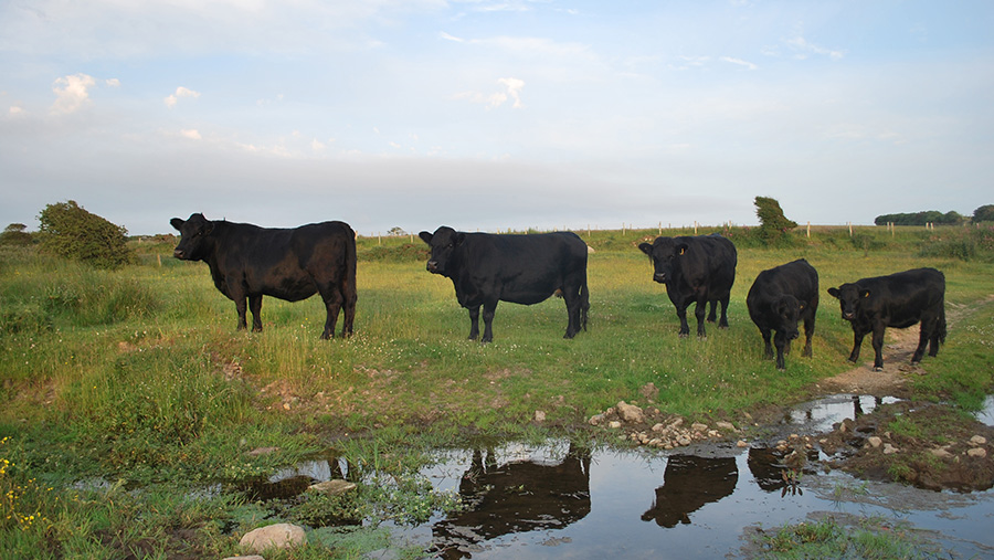 The Tyddewi herd