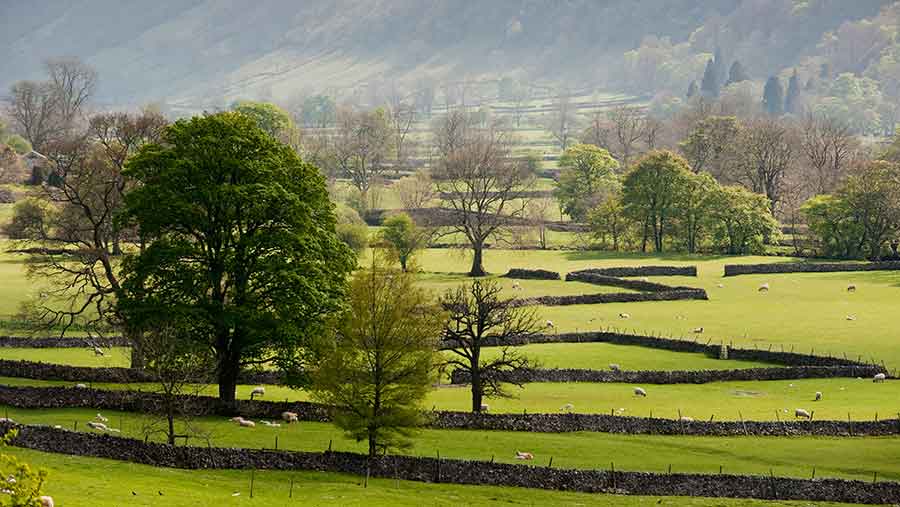 View of farmland with drystone walls, trees and sheep grazing in pasture