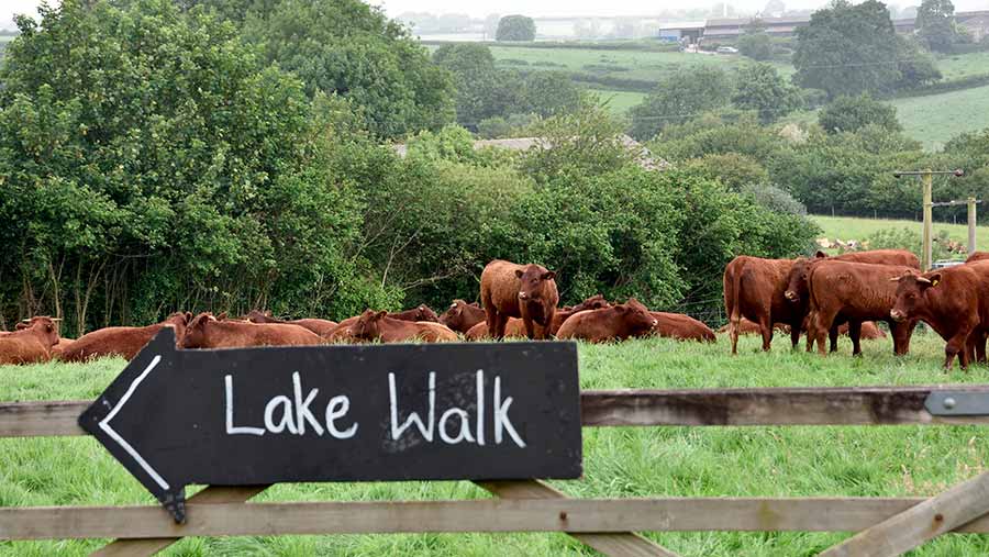 A field of cows 