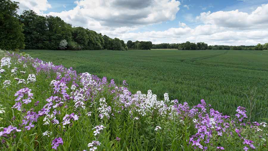 Wildflower field margin