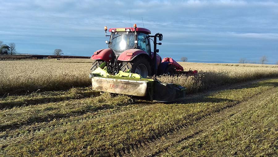 Cutting the wholecrop in November