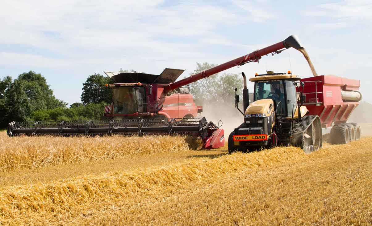 Harvesting winter barley