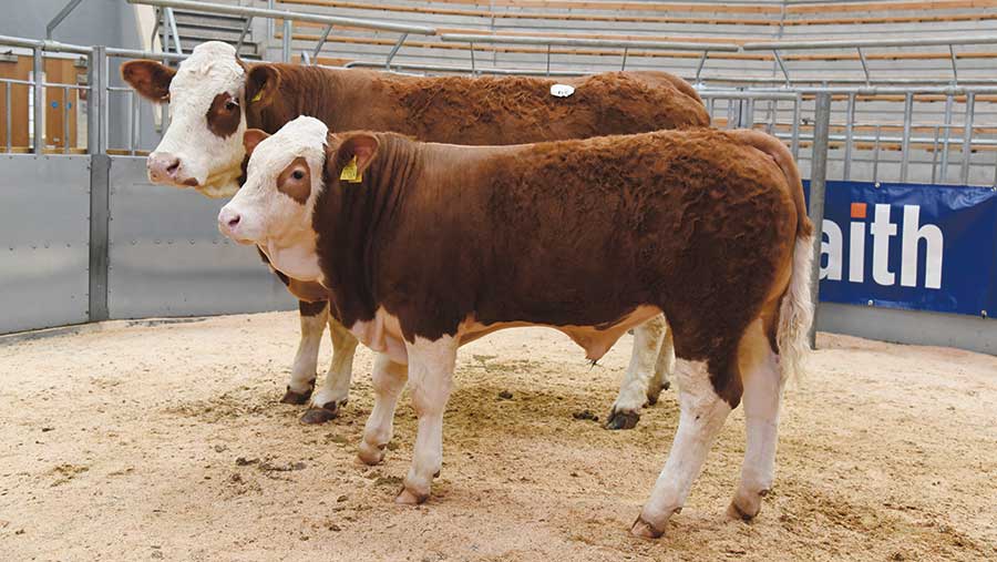 Woodhall Flair and her bull calf
