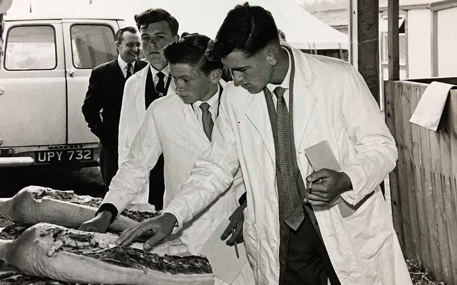 Carcass judging in 1964