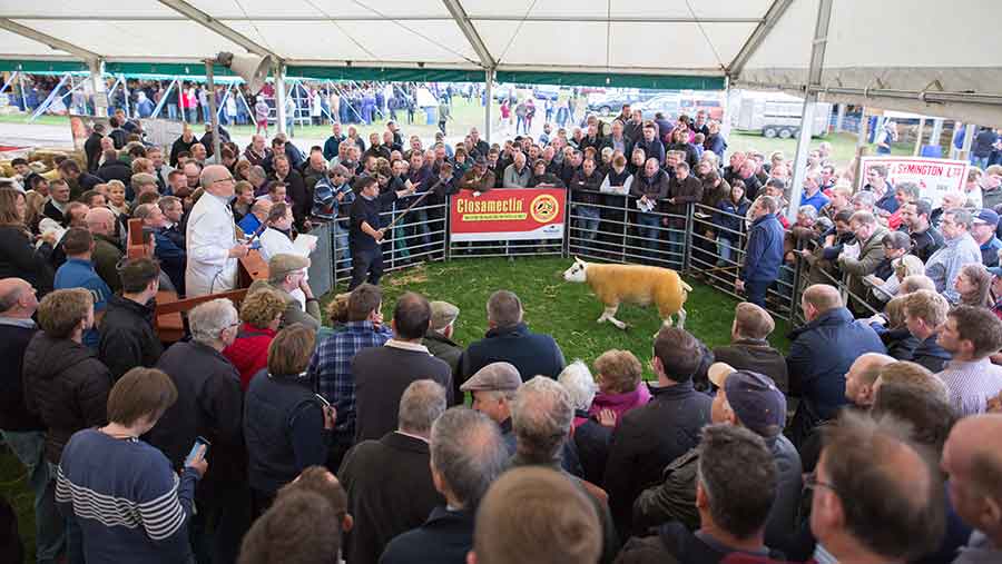 busy texel ring