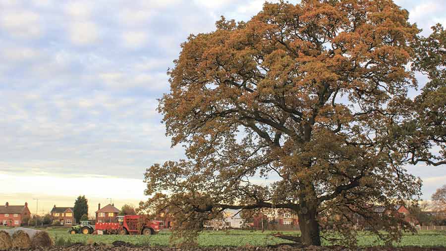 autumnal harvest