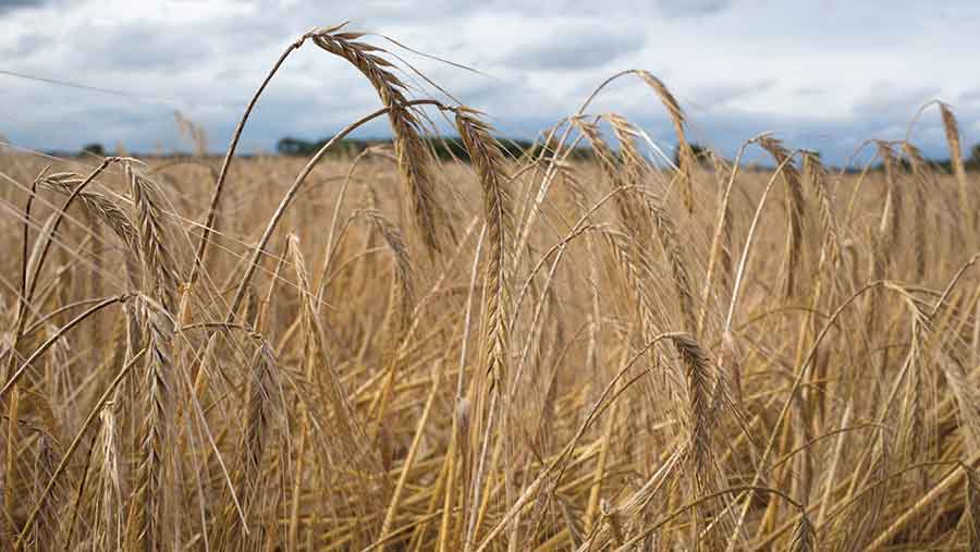 barley ears