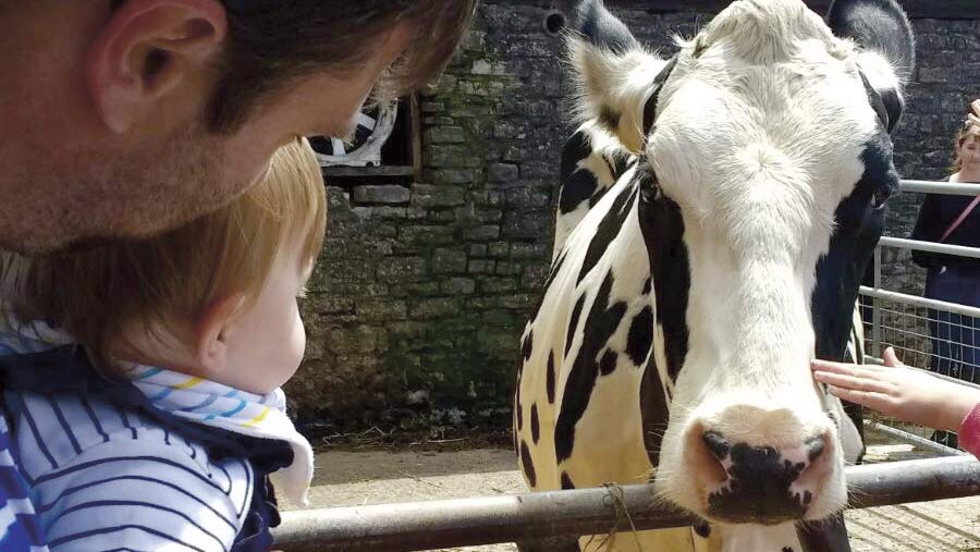 A child is held by an adult next to a dairy cow