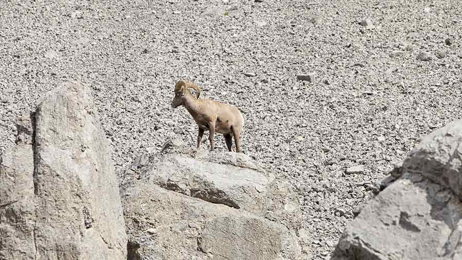 Big horn sheep on mountain © Global Warming Images/REX/Shutterstock