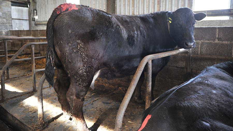 Black limousin cow with tail paint