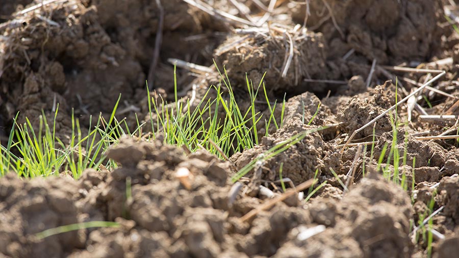 Blackgrass emerging from rape stubble